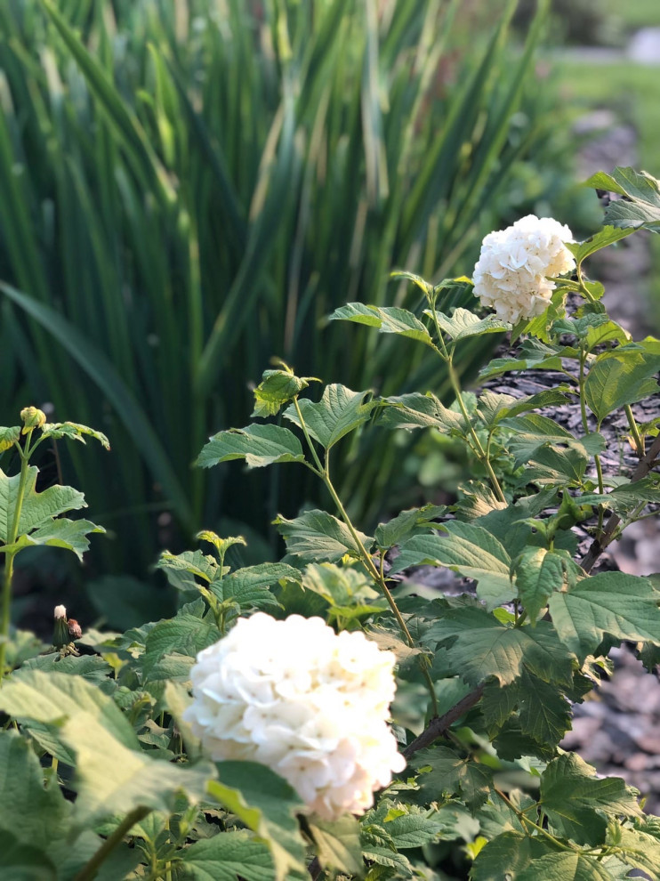 Проектирование цветников 2018-2020