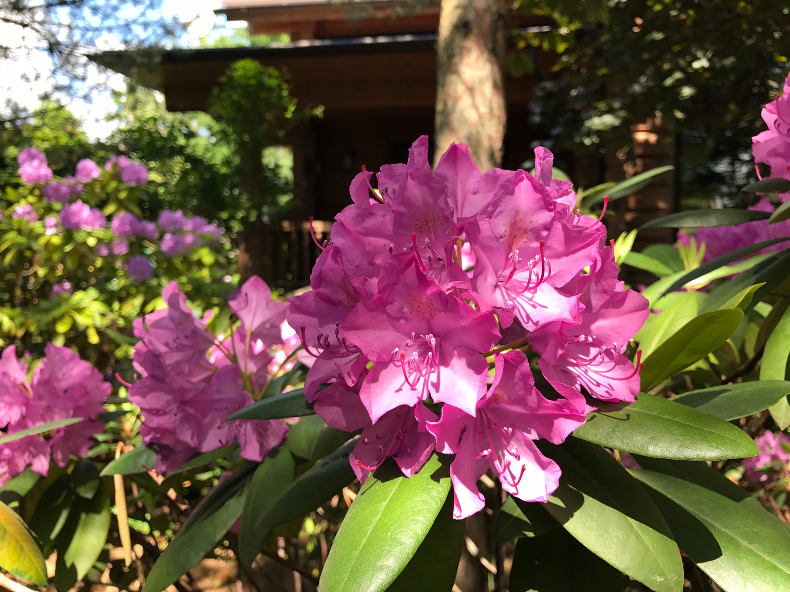 Буйство красочных форм в осеннем саду