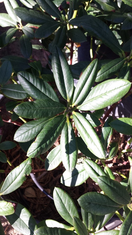 What Causes Rhododendron Leaves to Curl In?