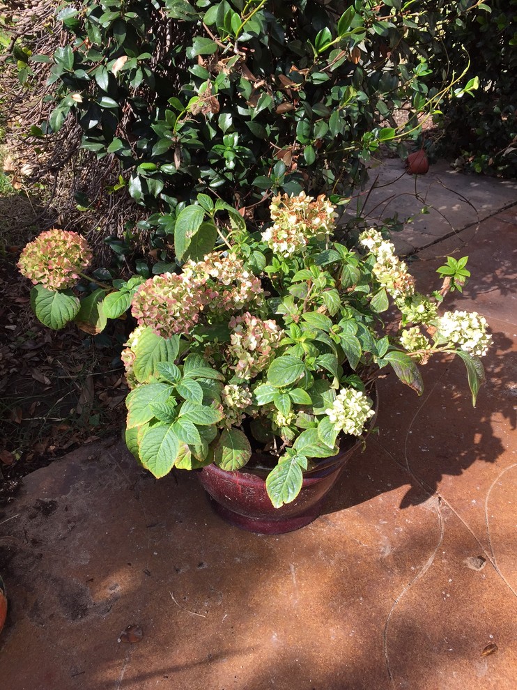 Why aren't my Hydrangeas turning pink??