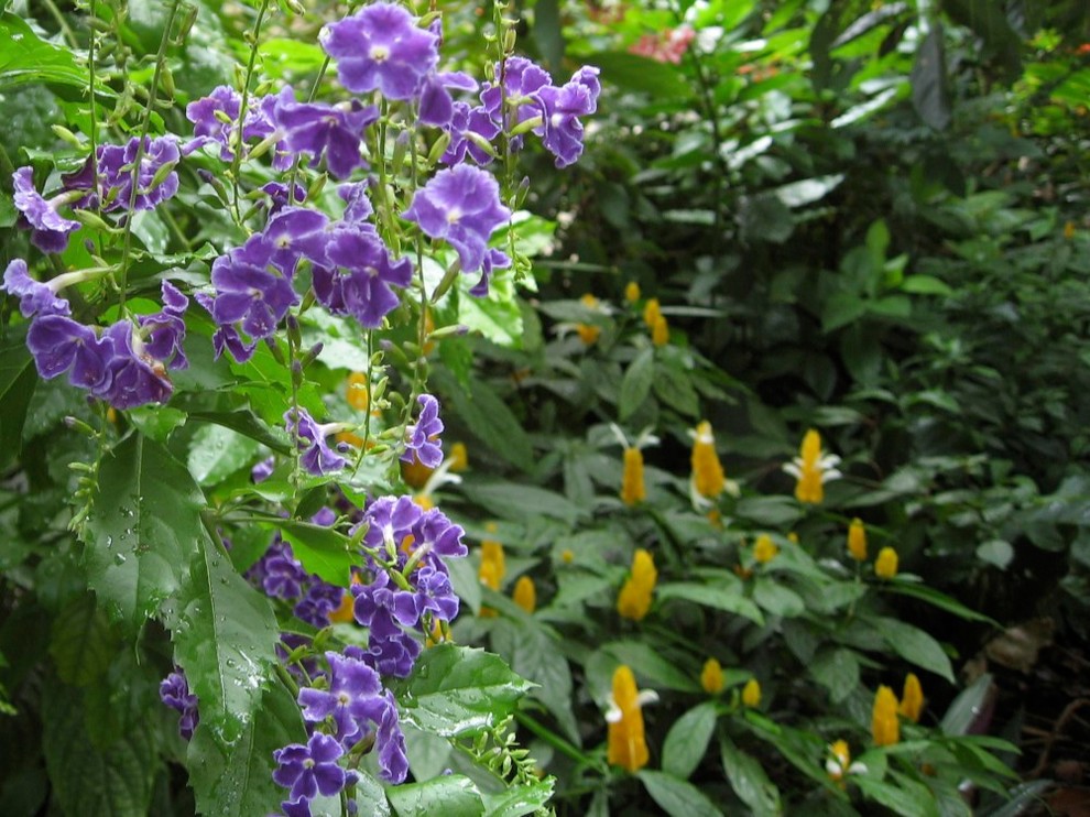 Hummingbird And Butterfly Garden Tropical Miami By Knoll