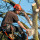 B and G Tree Service