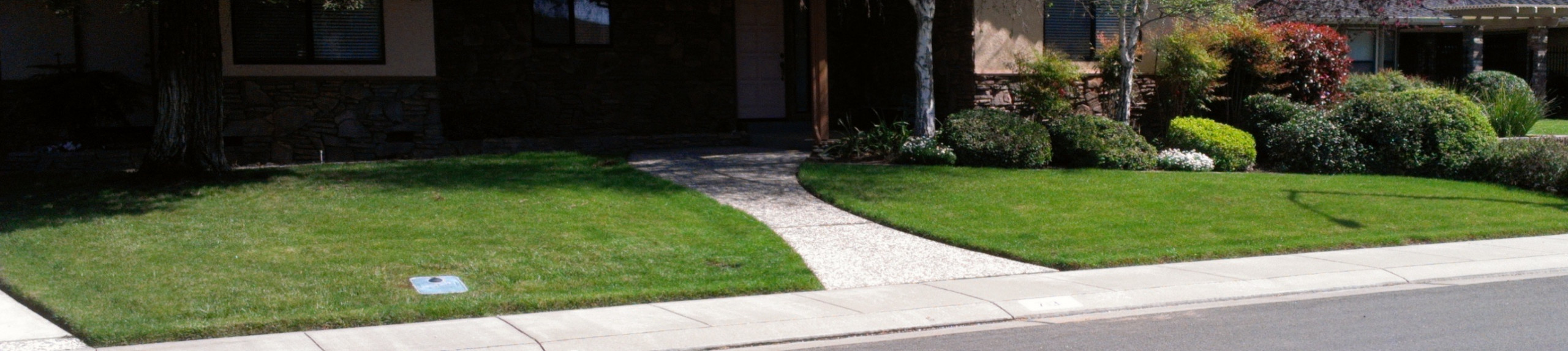 Before: A Plain Front Yard with Overgrown Foundation Shrubs