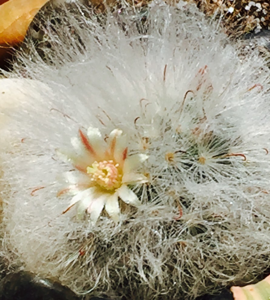 Carbuncle Bloom My very first official bloom,