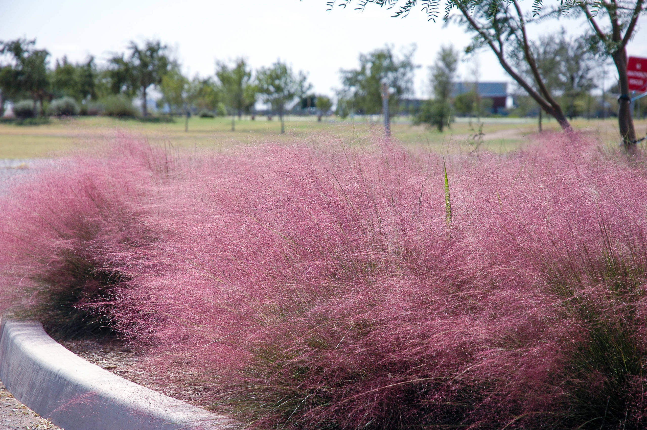10 Top Plants Native to the Desert Southwest