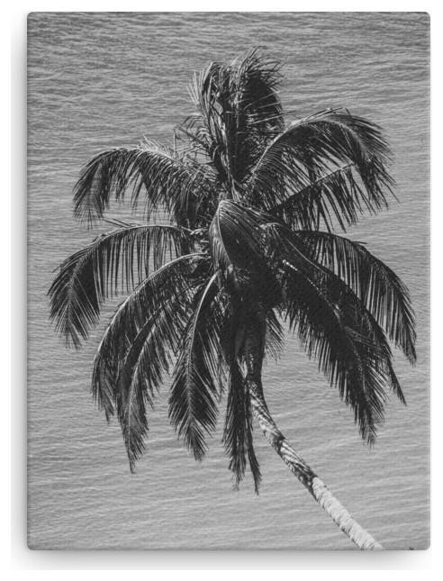 Palm Over Water Black and White Nature Photo Canvas Wall Art Print, 12" X 16"