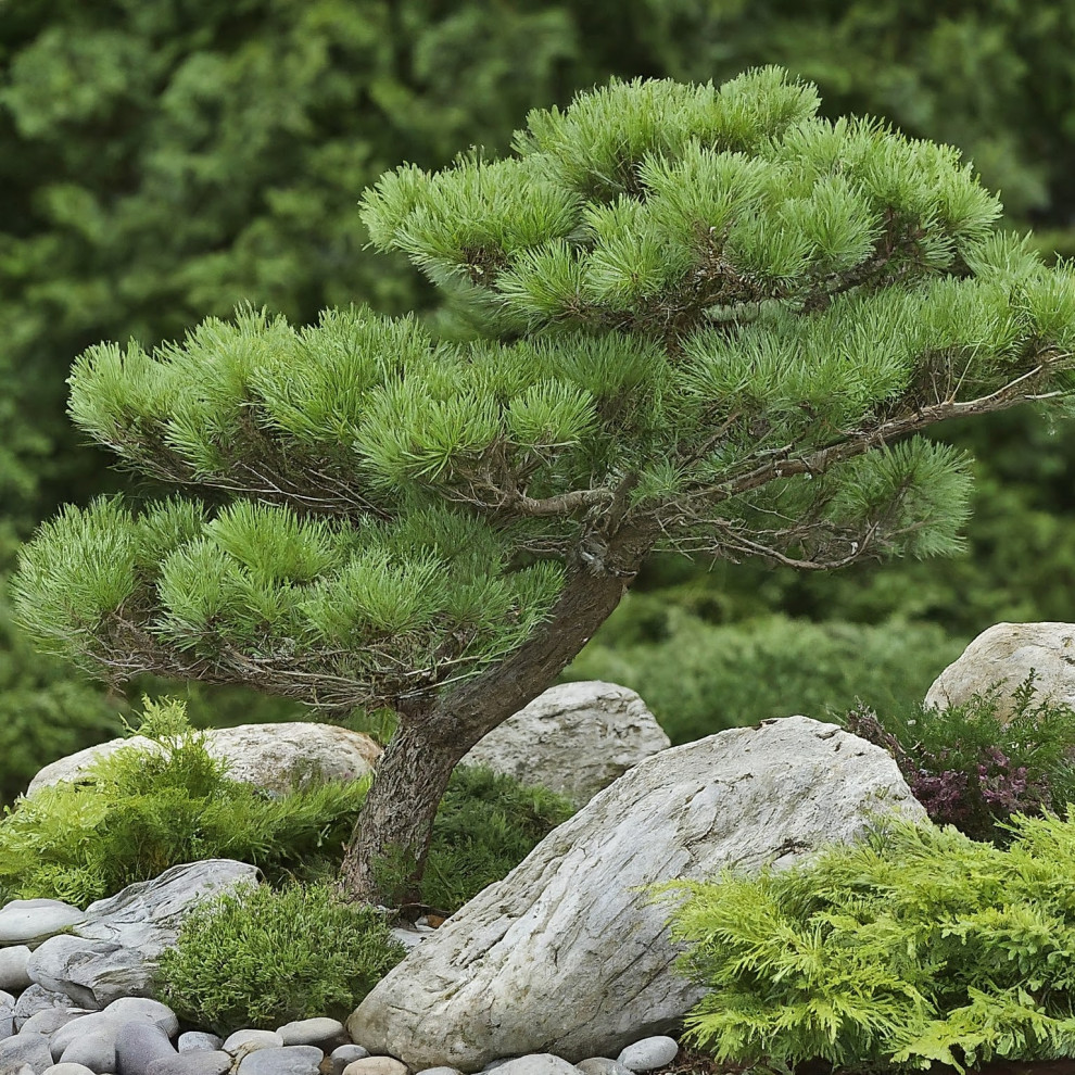 Проект 3. Скандинавский