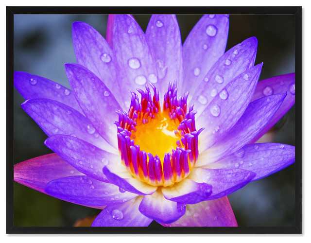 Purple Lotus Flower Print on Canvas with Picture Frame, 13"x17"