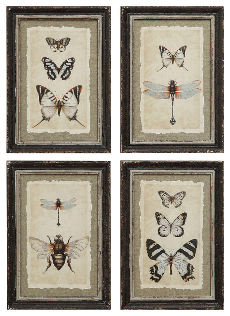 Wood Framed Vintage Insect Prints