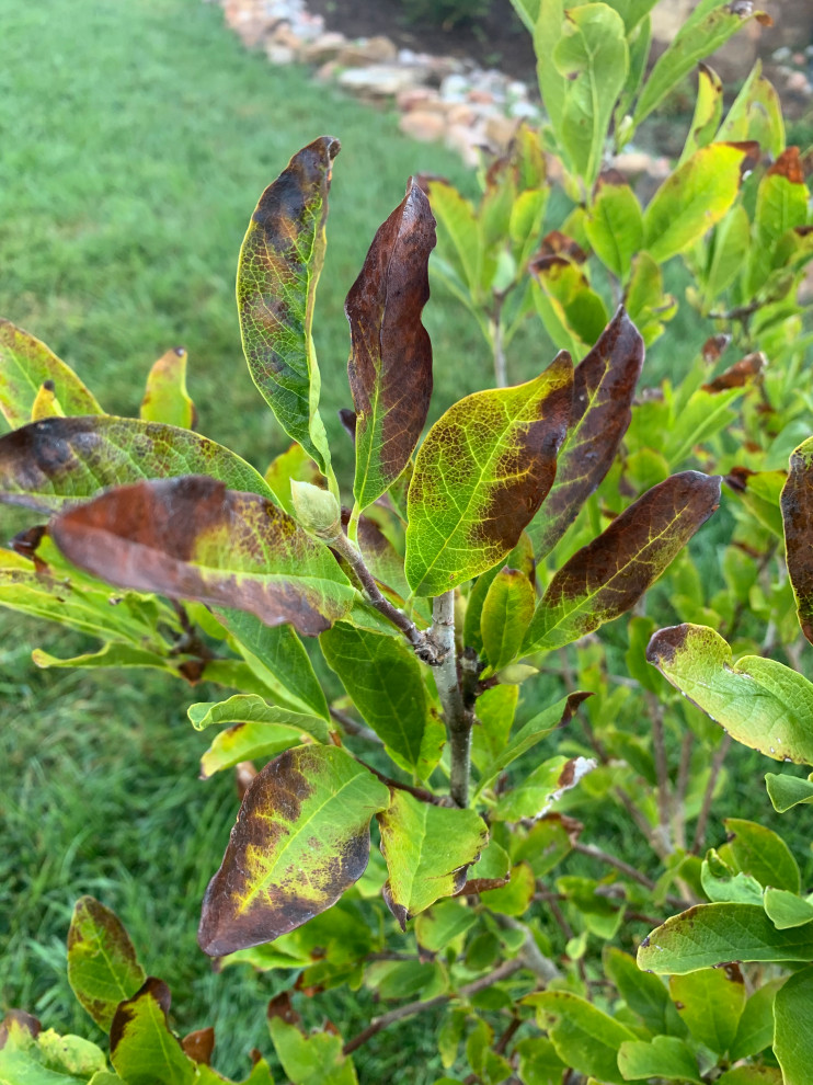 Star magnolia leaves turning black