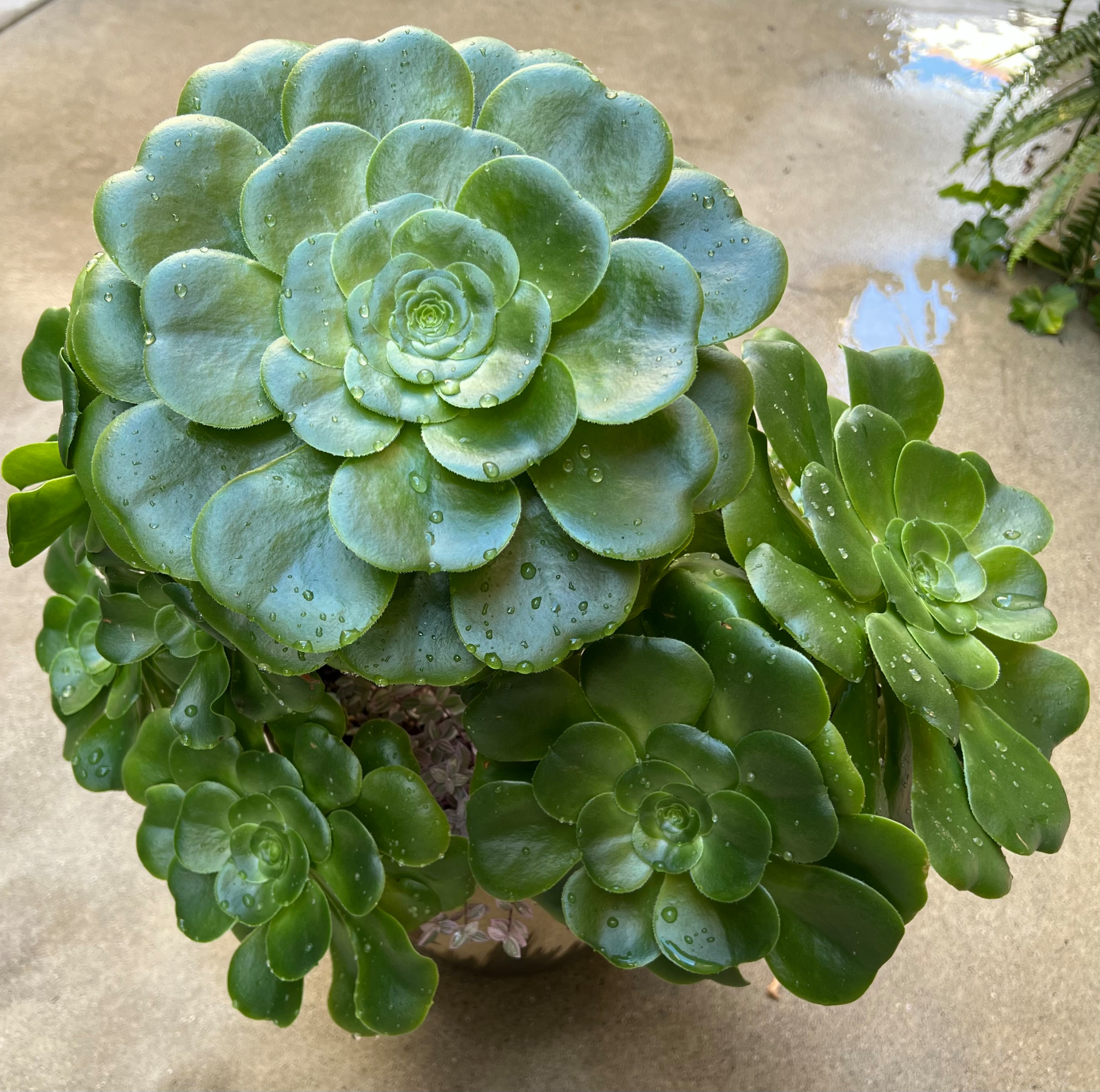 San Diego Drought Tolerant Landscape