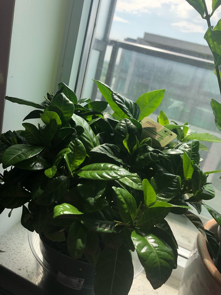 gardenia leaves turning yellow . buds stay unopened