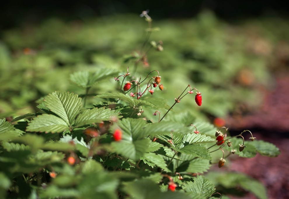 Лесная Рапсодия