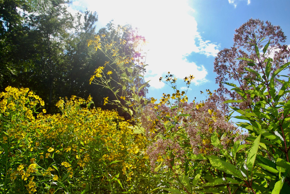 Foto di un ampio giardino xeriscape chic esposto in pieno sole davanti casa