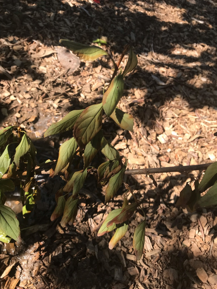 need suggestions for wilting forsythia after transplanting