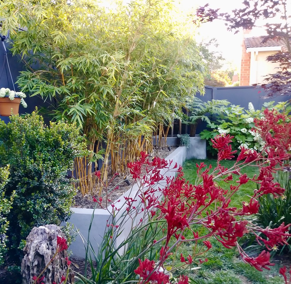 Small contemporary backyard garden in San Francisco with concrete pavers.