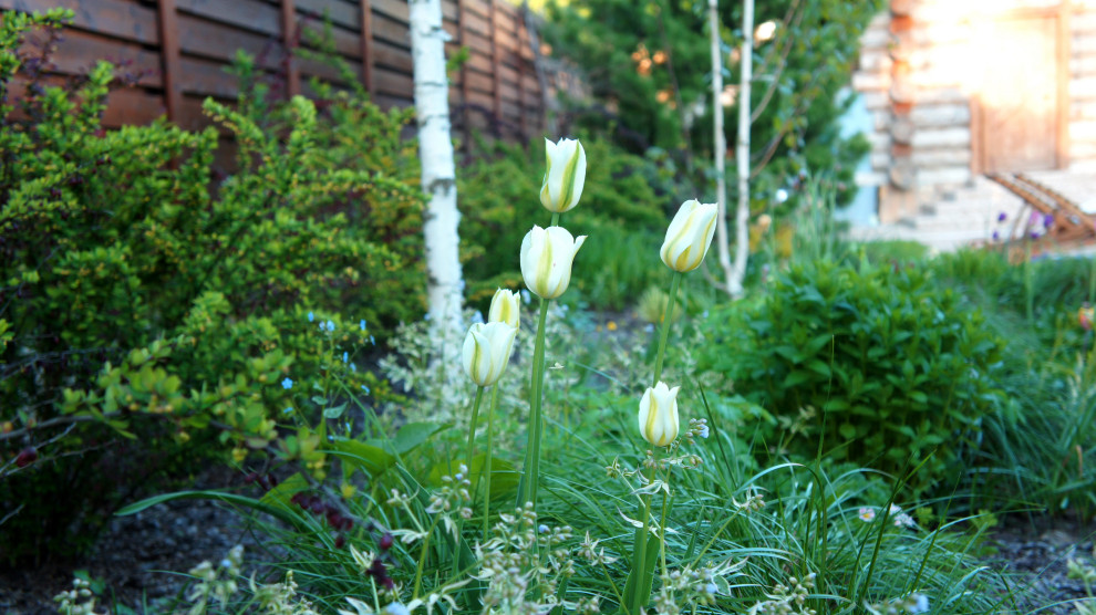 Цветники и композиции крупным планом