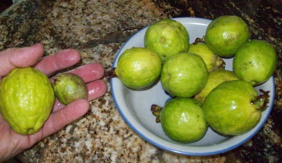 Guava Razpado is this guava ripe ? | Houzz Forum