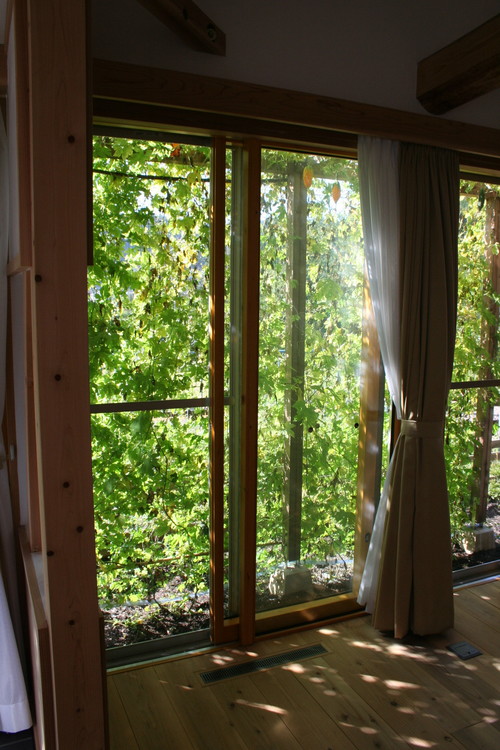 暑さ対策の定番 グリーンカーテンとつる植物の基礎知識 Houzz ハウズ