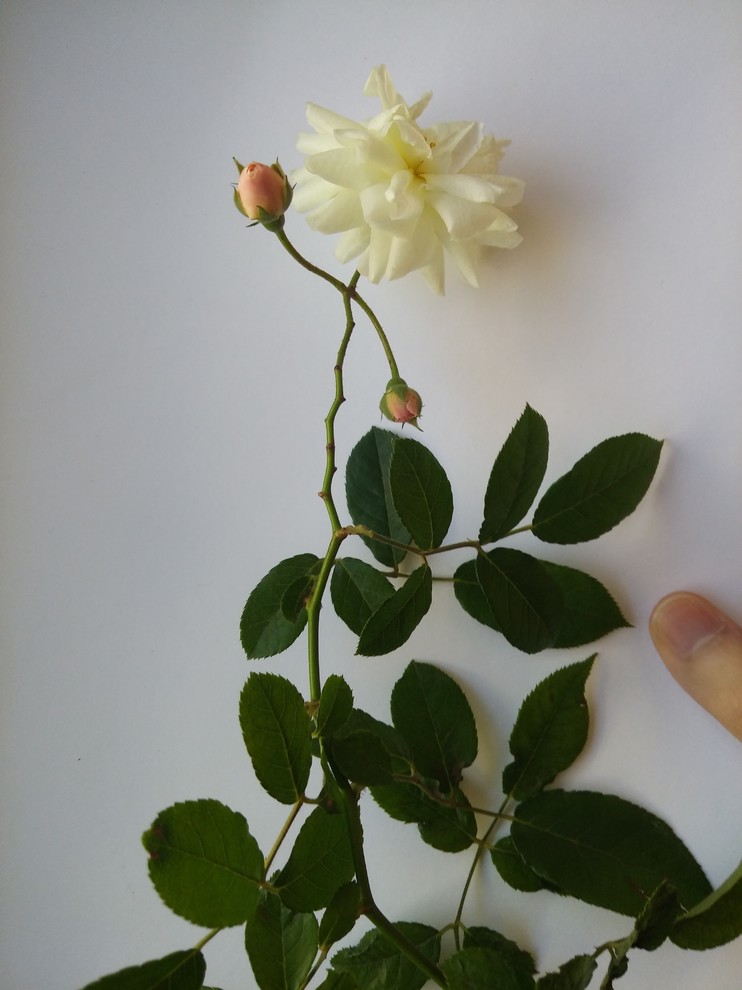 Prolly Roses Could this be Prosperity? | Houzz Forum