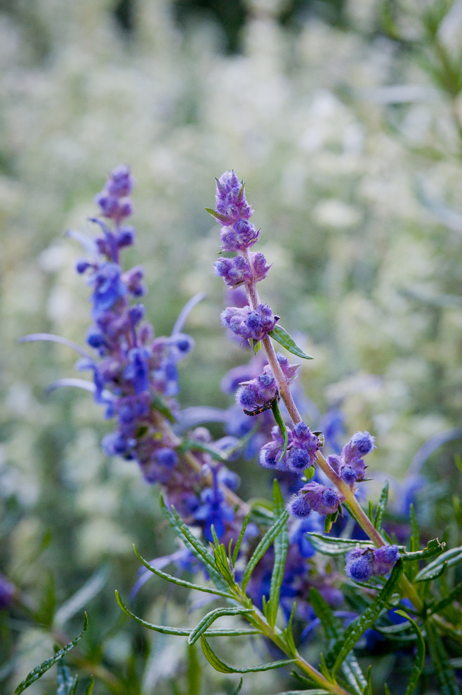 Inspiration for a full sun landscaping in Los Angeles for winter.