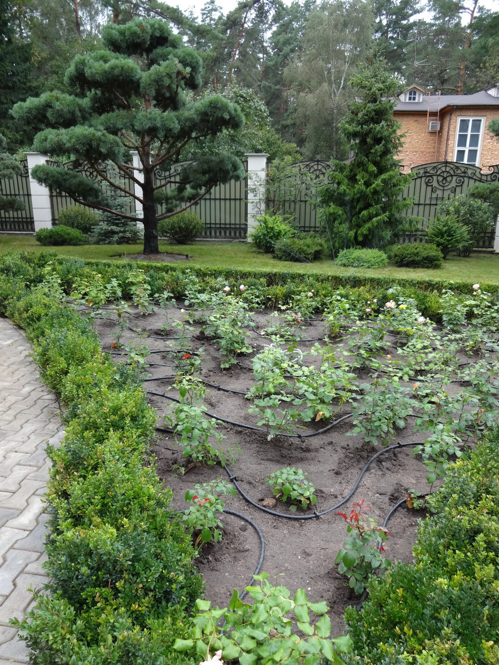 Автополив розария