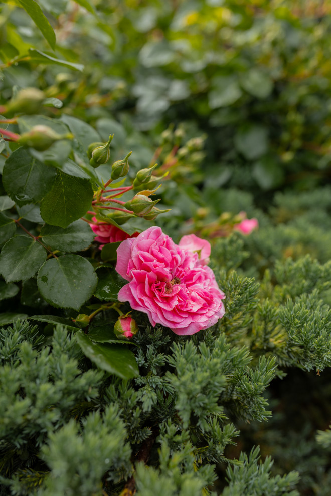 Сад: "Крымский бриз"