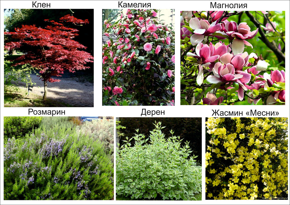 Галицино благоустройство и озеленение