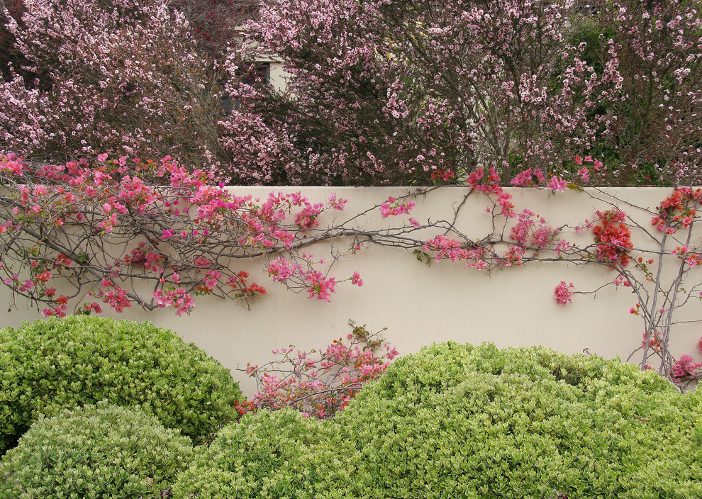 This is an example of an australian native mediterranean garden in Santa Barbara.