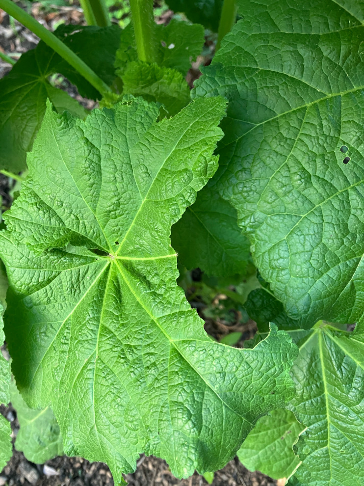 What could be eating my Hollyhock leaves?