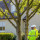 Rotherham Crown Reduction