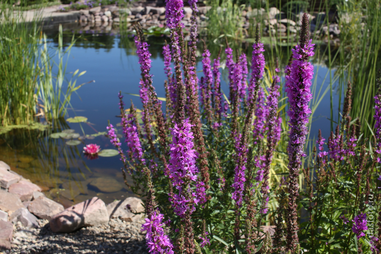 "реконструкция водоема"