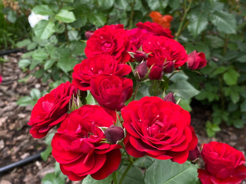 КП Пестово "Evergreen'