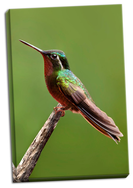 Fine Art Photograph, Hummingbird II, Hand-Stretched Canvas