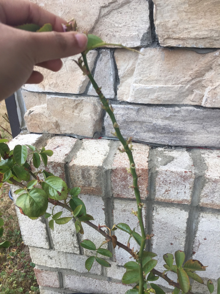 Why is my rose leaves looking like this?