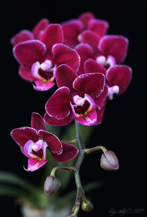 Mini Phalaenopsis Hybrids