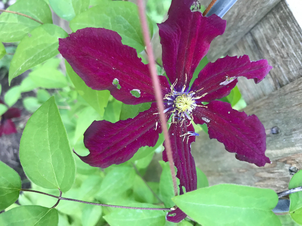 What eats clematis petals?