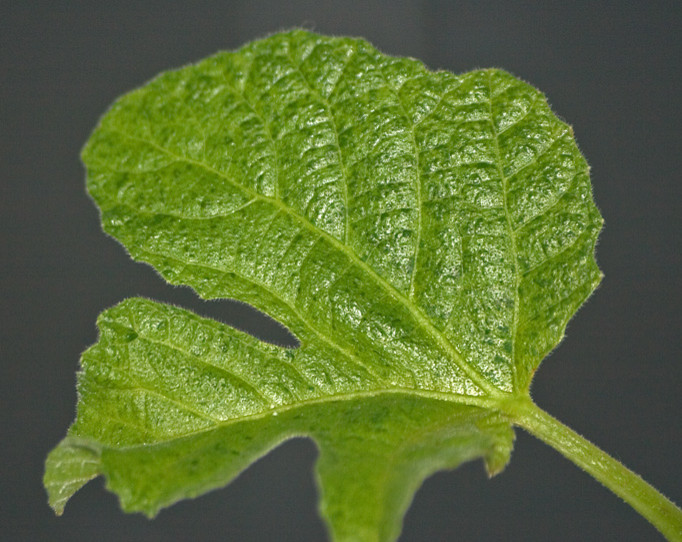 is mosaic virus carried in all fig trees?