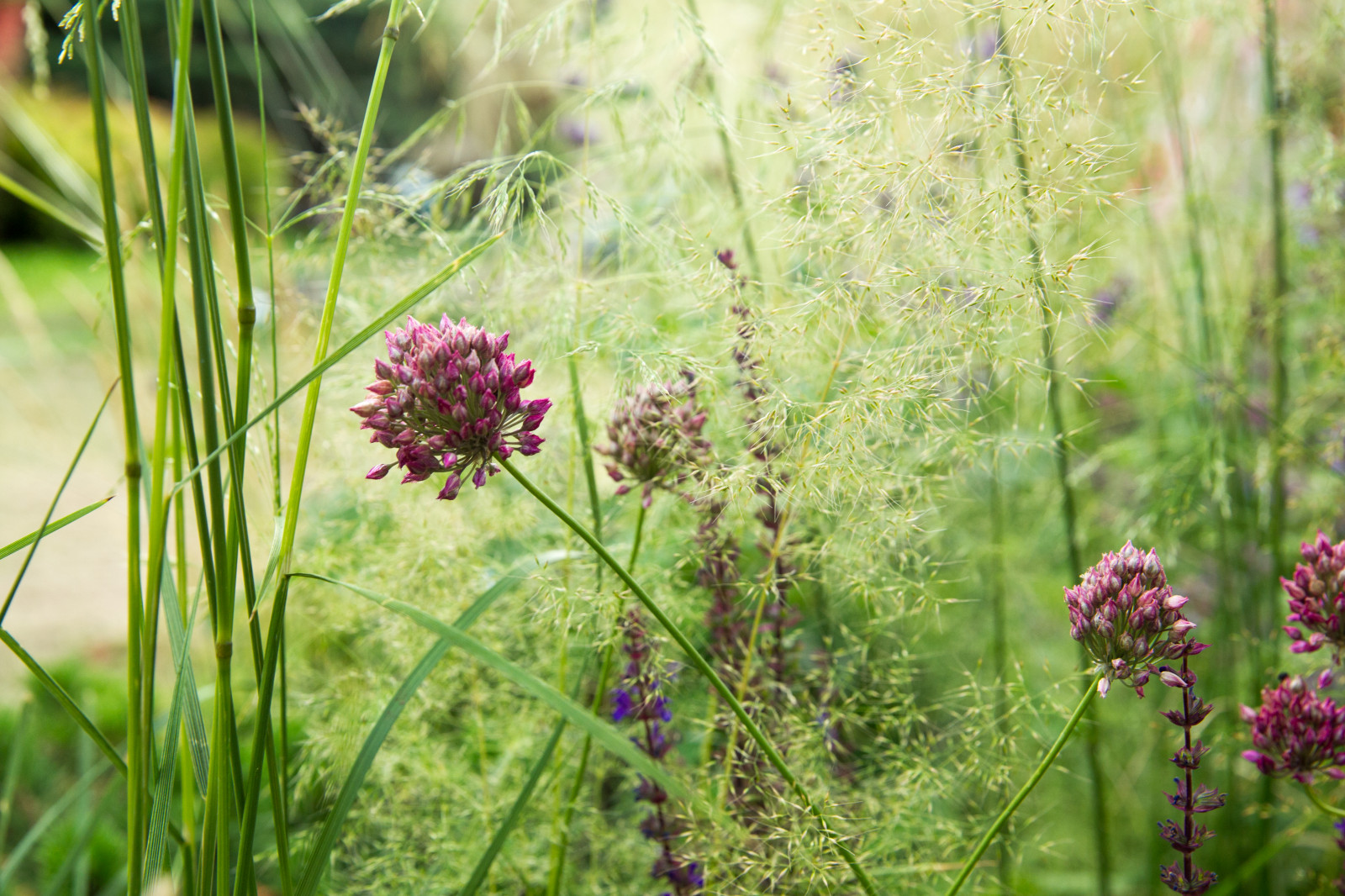 Сад   James Alexander-Sinclair  на Moscow Flower Show 2018  (вне  конкрса)