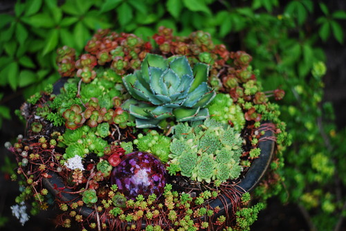 Kirkland Gardens