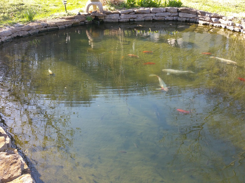 New house came with great Koi pond! Debating how to handle maintenance