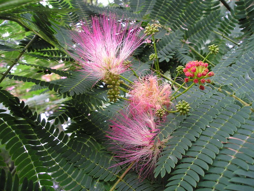 12 Alberi Sui Toni Del Fucsia Che Fanno Risplendere Il Giardino