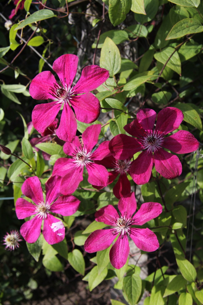 Питомник растений. Многолетние цветы