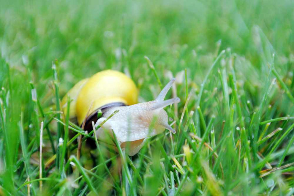 Pflanzenvielfalt im Stadtgarten