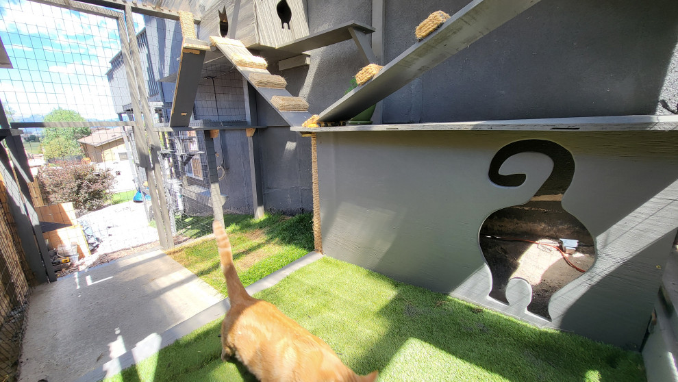The Purr-fect Playground✨