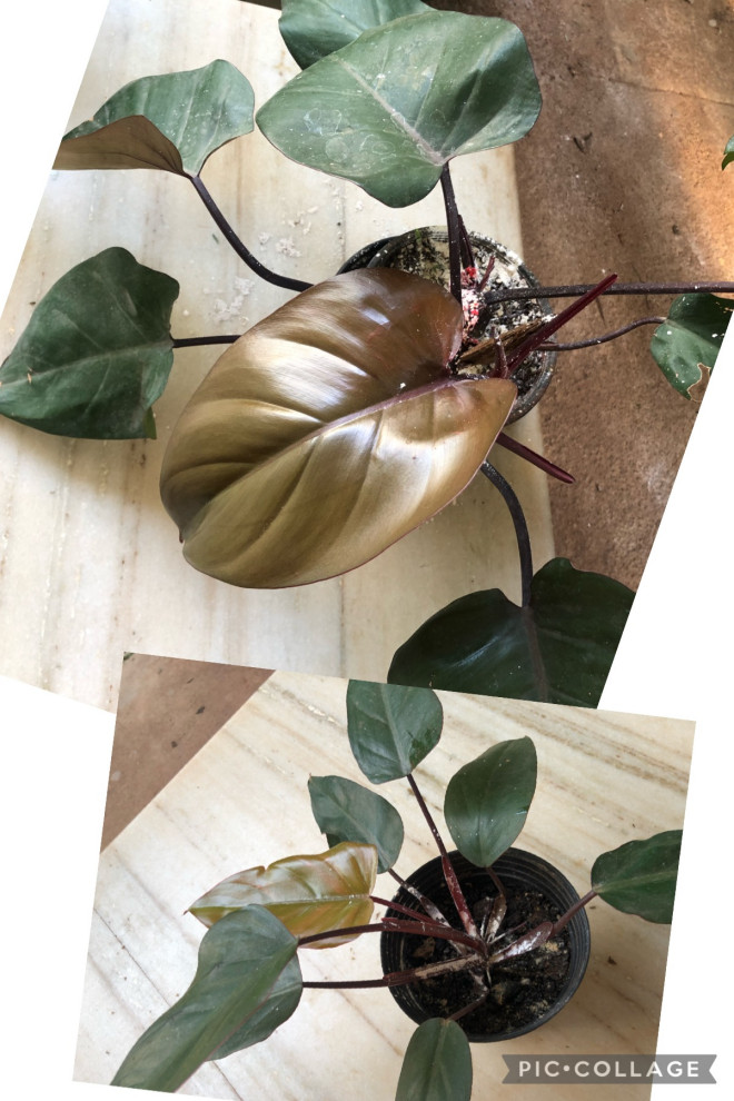 philodendron emerald queen variegated Philodendron 'Emerald Queen' Variegated (wk11-J)
