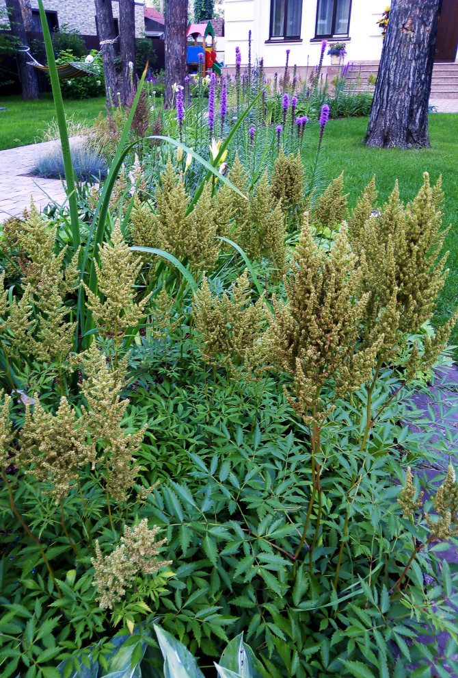 Цветники под пологом леса