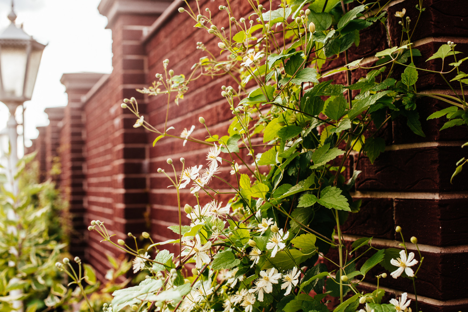 "Витражи". Серебряная медаль конкурса "Ландшафтная осень-2016"