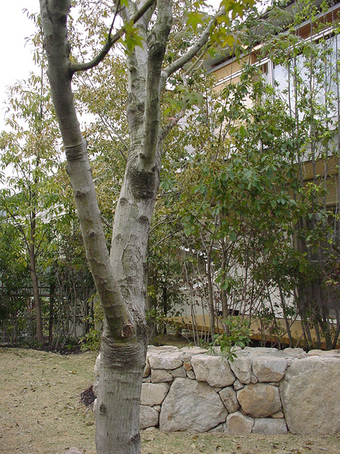 東灘の庭 japanisch-garten