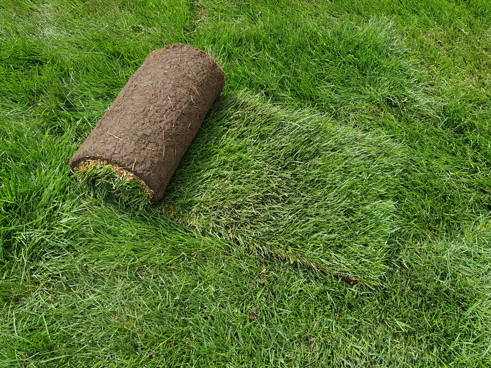 Рулонный газон Красноярск